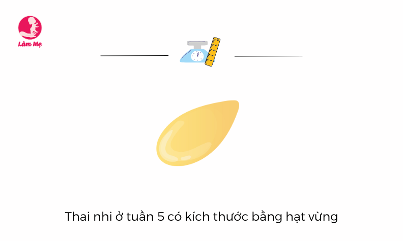 Sự phát triển của thai nhi khi mẹ mang thai tuần 5 | Góc Làm Mẹ